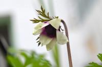 Sasanka věncová (Anemone coronaria)