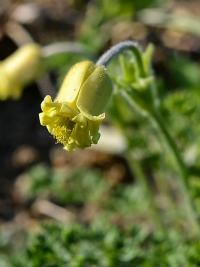 Koniklec albánský (Pulsatilla albana)