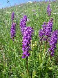 Vstavač mužský (Orchis mascula)