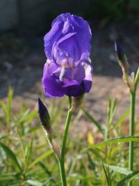 Kosatec ilyrský (Iris pallida subsp illyrica)