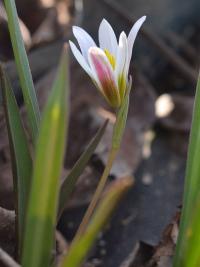 Amana (Amana baohuaensis)