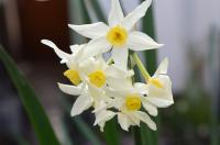 Narcis taceta (Narcissus tazetta subsp italicus)