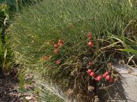Chvojník Fedčenkové (Ephedra fedtschenkoae)