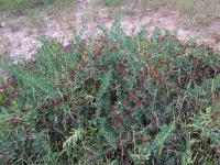 Šamanicha evropská (Nitraria schoberi)