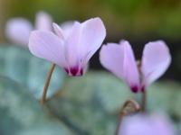 Brambořík (Cyclamen cilicium)