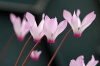 Brambořík vykrojený (Cyclamen repandum subsp peloponnsiacum)