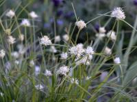 Ostřice (Carex baldensis)