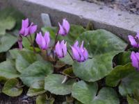 Brambořík nachový (Cyclamen purpurascens)
