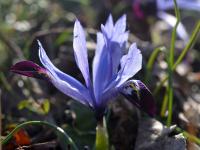 Kosatec síťkovaný