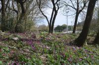 Brambořík vykrojený (Cyclamen repandum)