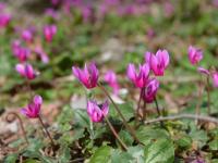 Brambořík vykrojený (Cyclamen repandum)