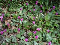 Brambořík vykrojený (Cyclamen repandum)