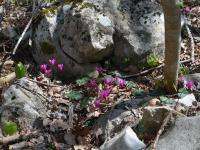 Brambořík vykrojený (Cyclamen repandum)