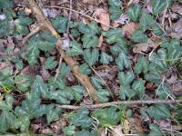 Brambořík vykrojený (Cyclamen repandum)