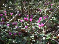 Brambořík vykrojený (Cyclamen repandum)