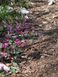 Brambořík vykrojený (Cyclamen repandum)