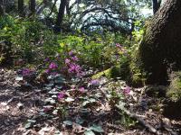 Brambořík vykrojený (Cyclamen repandum)