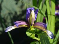 Kosatec (Iris sintenisii)