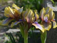 Kosatec 'Vera-Olivia' - Aril hybridy (Iris)