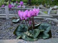 Brambořík nachový (Cyclamen purpurascens)