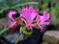 Pelargonie 'Kavushan'