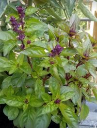 Bazalka pravá pravá skořicová 'Cinnamon' (Ocimum basilicum)