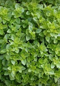 Bazalka pravá 'Greco a Palla' (Ocimum basilicum)