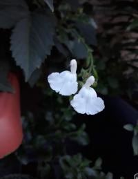 Ostruhatka (Diascia)