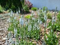 Rozrazil hořcovitý (Veronica gentianoides)