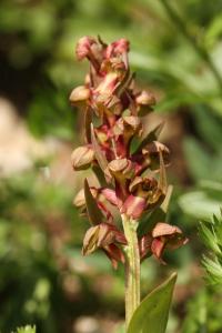 Vemeníček zelený (Coeloglossum viride)