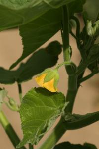 Mračňák Theophrastův (Abutilon theophrasti)