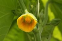 Mračňák Theophrastův (Abutilon theophrasti)
