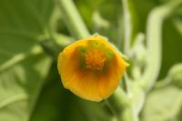 Mračňák Theophrastův (Abutilon theophrasti)