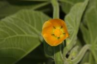 Mračňák Theophrastův (Abutilon theophrasti)