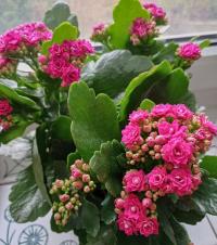 Kolopejka (Kalanchoe)
