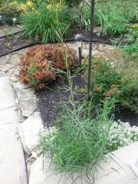 Locika vrbová (Lactuca saligna)