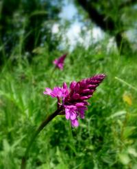 Rudohlávek jehlancovitý (Anacamptis pyramidalis)