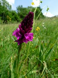 Rudohlávek jehlancovitý (Anacamptis pyramidalis)