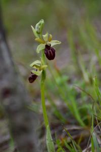 Tořič pavoukonosný (Ophrys sphegodes)