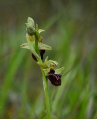 Tořič pavoukonosný (Ophrys sphegodes)