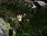 Kopretinka alpská (Leucanthemopsis alpina subsp tatrae)
