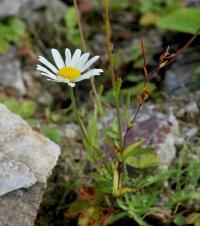 Kopretinka alpská (Leucanthemopsis alpina subsp tatrae)