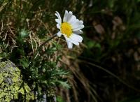 Kopretinka alpská (Leucanthemopsis alpina subsp tatrae)