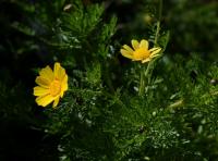 Zlateň věncová (Glebionis coronaria)