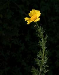 Zlateň věncová (Glebionis coronaria)