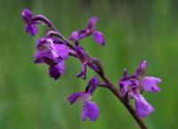 Vstavač kukačka (Orchis morio)