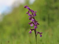 Vstavač kukačka (Orchis morio)