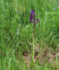 Vstavač kukačka (Orchis morio)