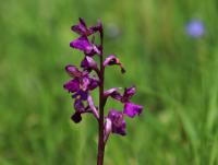 Vstavač kukačka (Orchis morio)