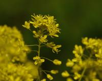 Boryt barvířský (Isatis tinctoria)
